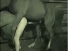 Man urges for ramrod so badly that this chab bows over and takes anal sex from a horse in the barn 